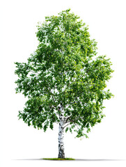Young Birch Tree with Smooth White Bark and Fresh Green Leaves on Transparent Background