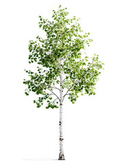 Young Birch Tree with Smooth White Bark and Fresh Green Leaves on Transparent Background