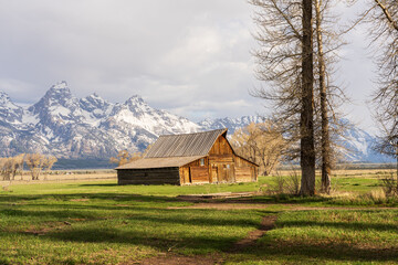 The barn sits in the valley, with Teton peaks rising under a dramatic sky and a tree in the foreground.