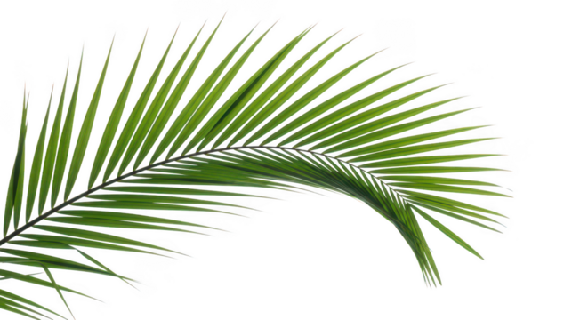 Backlit Green Palm Frond Isolated On Black Background