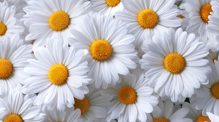 Fototapeta premium Vivid White Daisies in Bloom Against a Green Background