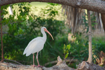 Graceful White Ibis Standing On A Branch In Lush Green Park Setting. Long pink legs and a curved pink bill stands on a weathered branch amid vibrant green foliage. Sunlit background evokes a peaceful 