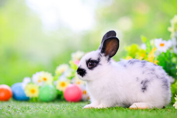 Bunny easter fluffy rabbit eating food, vegetables, carrots, baby corn on green garden nature flowers background on sunny day, Lovely mammal with bright eyes in nature life. Symbol of easter day.