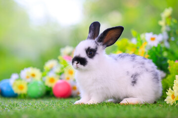 Bunny easter fluffy rabbit eating food, vegetables, carrots, baby corn on green garden nature flowers background on sunny day, Lovely mammal with bright eyes in nature life. Symbol of easter day.