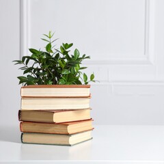 A neatly arranged stack of colorful books sits on a wooden surface, adorned with vibrant green leaves delicately placed on top, adding a touch of nature.