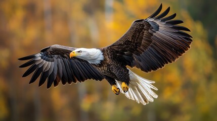Obraz premium Majestic Bald Eagle Soaring Through Autumn Foliage
