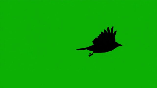 Animated Crow Silhouette Flying on Green Screen Raven Graphic Element Black Bird Motion Chroma Key Footage Vector
