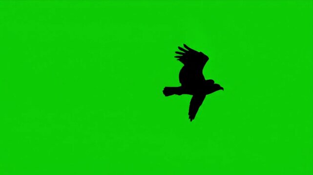 Majestic Flight of the Eagle Black Silhouette Against Green Screen Wildlife Bird Predator Flying Chroma Key Animal