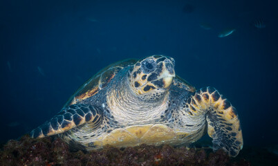 sea turtle in the lookout