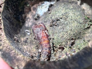 Macro close-up of a brown pupa or chrysalis found attached to a decaying, earthy surface, indicating a life cycle stage.