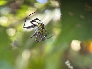 Stunning macro view of a St Andrew's Cross Spider on its web, showing its yellow and black pattern and extended legs.