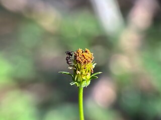 Extreme macro of a small, delicate wildflower bud, featuring bright yellow stamens and white petals against a soft bokeh background.