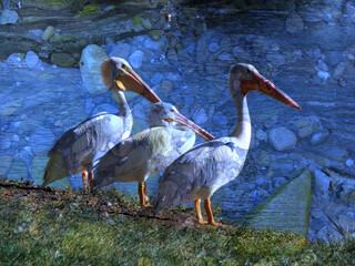 Three pelicans in a row