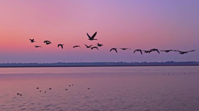 A flock of migratory birds flies in the sky at sunset, in slow motion.