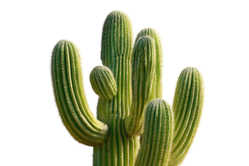 Close up of a tall green cactus with multiple arms against a black background plant desert, Isolated On Transparent Background, Png Cut Out