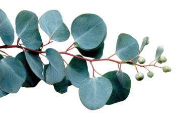 Eucalyptus branch with round blue green leaves and small buds on black leaf, Isolated On Transparent Background, Png Cut Out