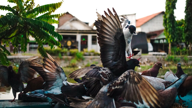 Dynamic Flurry of Pigeons Taking Flight in an Urban or Residential Environment