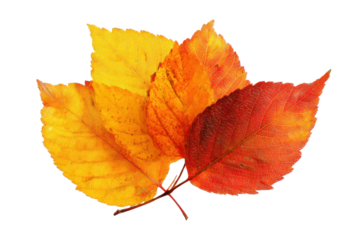 Four autumn leaves in shades of yellow orange and red on black fall leaf, Isolated On Transparent Background, Png Cut Out