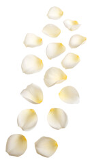Falling white rose petals isolated on transparent background