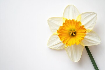 A vibrant yellow daffodil with white petals and a bright yellow center, set against a stark white background.