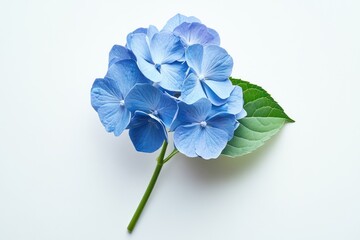 A vibrant blue hydrangea bush with lush green leaves, set against a white background.