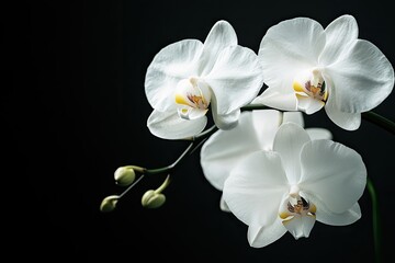 A delicate orchid with three white petals and a yellow center, hanging from a branch against a dark background.