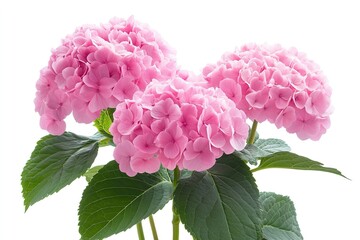 A vibrant pink hydrangea bush with lush green leaves, set against a backdrop of a serene lake and rolling hills under a clear blue sky.