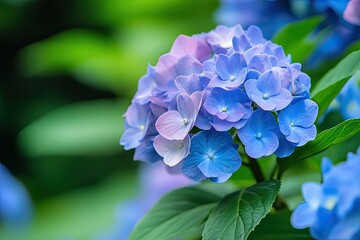 A vibrant bouquet of hydrangeas, their blue and pink hues contrasting beautifully against the lush green leaves.