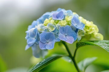A vibrant display of blue and white hydrangeas, with a hint of yellow in the background, set against a backdrop of lush green foliage.