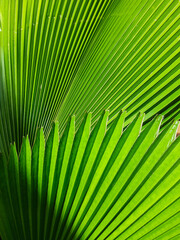 Fototapeta premium palm leaf background