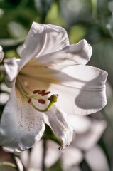 White Lilium regale Flower Close-up in Summer Garden. Chinese Trumpet Lilies