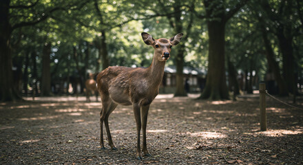 Graceful wild deer standing calmly on a gravel path within a tranquil ancient forest featuring blurred temple buildings. AI Generated