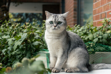 Elegant gray cat with striking green eyes sits regally outdoors in daylight.