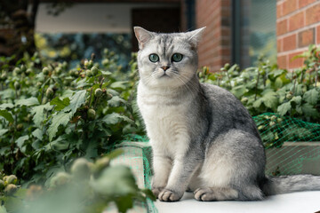 A beautiful gray cat with green eyes sitting near foliage outdoors.