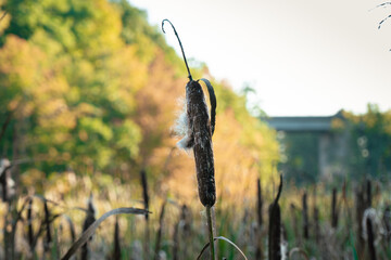 Close-up of a cattail with autumn colors of yellow, green, and brown background.