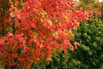 A vibrant autumn scene with red and green foliage on trees in the forest.