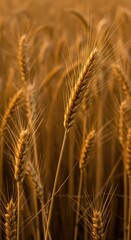 Fototapeta premium Close-up view of mature golden wheat stalks swaying gently in the summer breeze, signifying agriculture, food production, and abundance ,wheaten ,nature ,abundance
