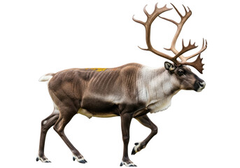 Reindeer walking isolated on transparent background