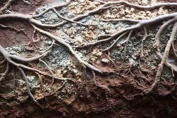 Tree roots spread across the soil in an underground scene.