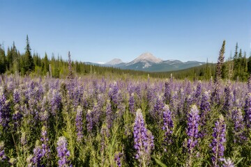 A vast field of purple wildflowers stretches toward distant snow-capped mountains under a clear blue sky.