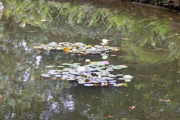 Planta de Lotos en un lago