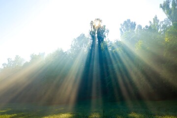 God Rays Shining Through Forest Canopy