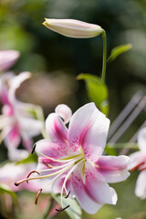 Anastasia Opienpet Lily. Pink Lily Flower Close-up