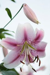 Anastasia Opienpet Lily. Pink Lily Flower Close-up
