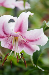 Anastasia Opienpet Lily. Pink Lily Flower Close-up
