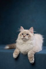 A cream-colored ragdoll cat sits calmly on a dark blue surface, appearing relaxed. The contrast...