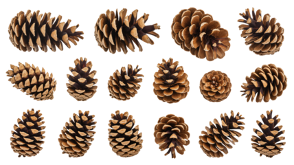 Detailed pine cone assortment brings natural earthy elements