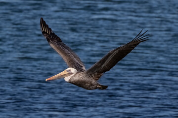 California Brown Pelican (Pelecanus occidentalis), wings spread and gliding over the wetlands in Huntington Beach, California. Blue water in the background. 

