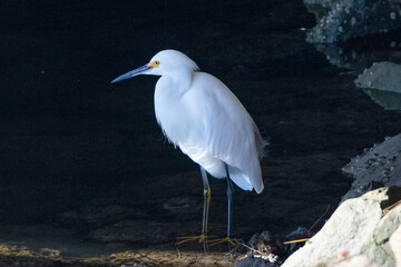 Snowy egret (Egretta thula) standing in the shade in the wetlands of Huntington Beach, California. Rocks and water on the background.
