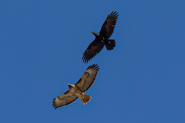 Red-tailed hawk (Buteo jamaicensis) and raven, together in flight over  California. Deep blue sky in the background. 

